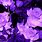 Lavender Rose Aesthetic