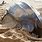 Leatherback Turtle Laying Eggs