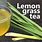 Lemongrass Tea Plant