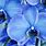 Light Blue Orchids