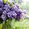 Lilac Spring Flowers Wallpaper
