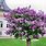 Lilac Tree Care