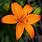 Lilium Orange