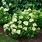 Lime Punch Hydrangea