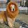 Lion Cat Dog