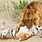 Lion Kills Tiger