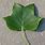 Liriodendron Tulipifera Leaves