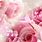 Live Wallpaper Pink Roses