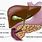 Liver Pancreas Anatomy