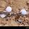 Lizard Eggs Hatching