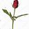 Long Stem Red Rose Bud