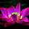 Lotus Flower HD Wallpaper