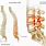 Lower Back Lumbar Spine