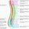 Lumbar Nerve Root Diagram