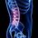 Lumbar Spine Anatomy 3D