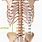 Lumbar Spine L4