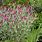 Lychnis Coronaria Plants