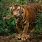 Macan Sumatera