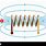 Magnetic Field in Coil