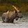 Maine Moose Pictures