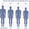 Male Height Chart