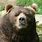 Male Kodiak Bear