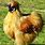 Male Silkie Rooster