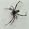 Male Widow Spider