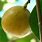 Manchineel Tree Death Apple
