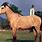 Manipuri Horse