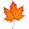 Maple Leaf with a Transparent Background