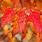 Maple Tree Leaves Pictures