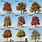 Maple Tree Size Chart