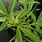 Marijuana Plant Flower