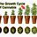 Marijuana Plant Growth Chart