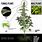 Marijuana Plant Types