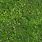 Meadow Grass Texture