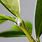 Mealy Bugs On Houseplants