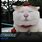 Meme Cat Roblox Image ID