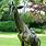 Metal Garden Animal Sculptures