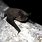 Mexican Free-Tailed Bat Photo