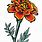 Mexican Marigold Flower Drawings