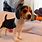 Miniature Beagle Dog