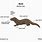 Mink Anatomy