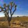 Mojave Desert Trees