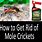 Mole Cricket Insecticide