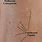 Molluscum Contagiosum Transmission