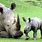 Mom and Baby Rhino