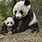 Mommy and Baby Panda