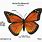 Monarch Butterfly Diagram
